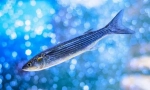 Mullet